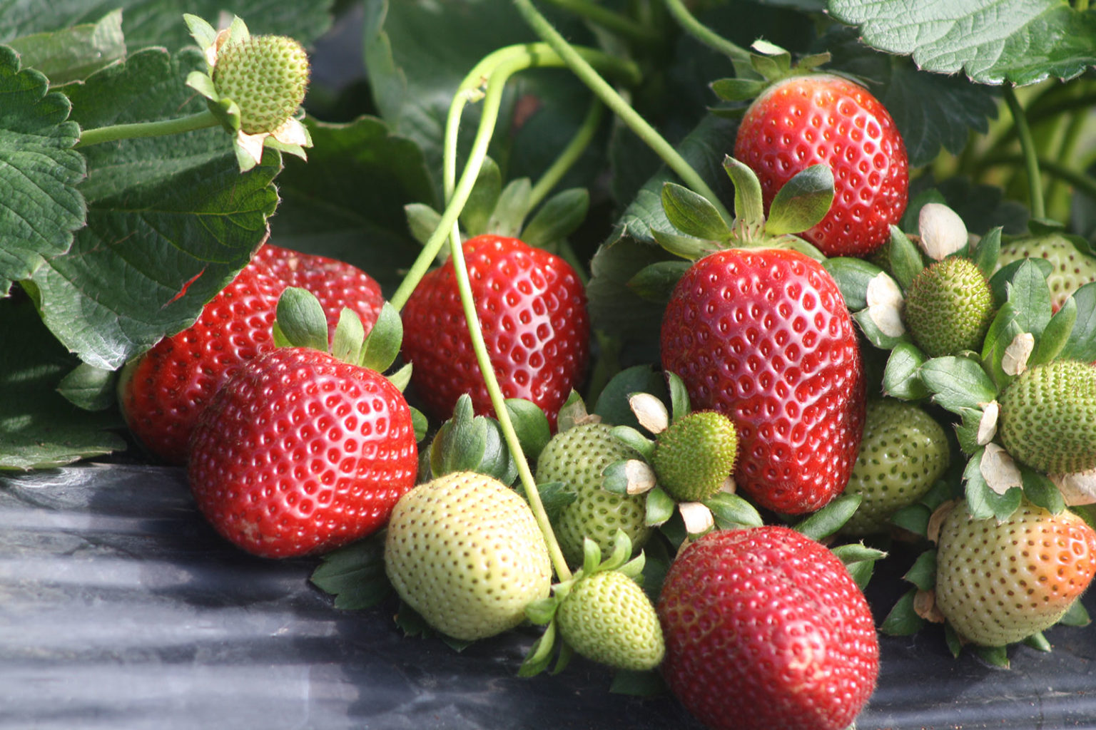 Strawberries