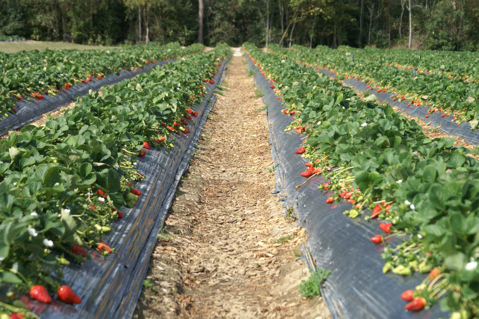 farm 2