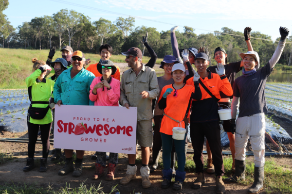 Athea strawberries workers photo