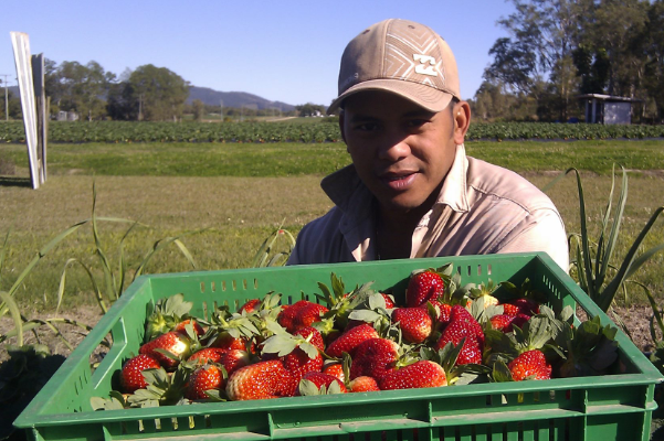 Hermes showing off his strawberries