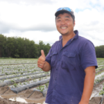 Ray Ki, Oz Stawberries