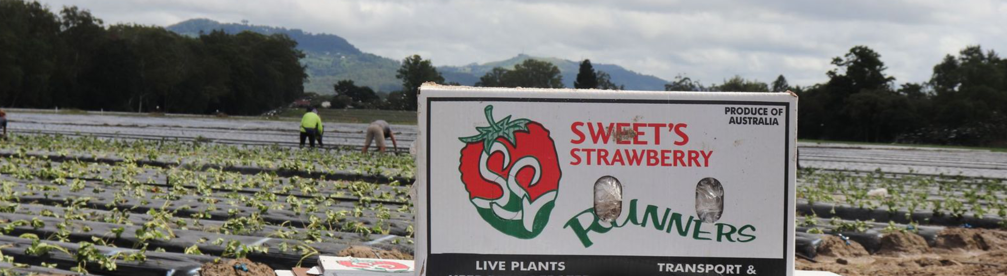 Oz Strawberries Runners