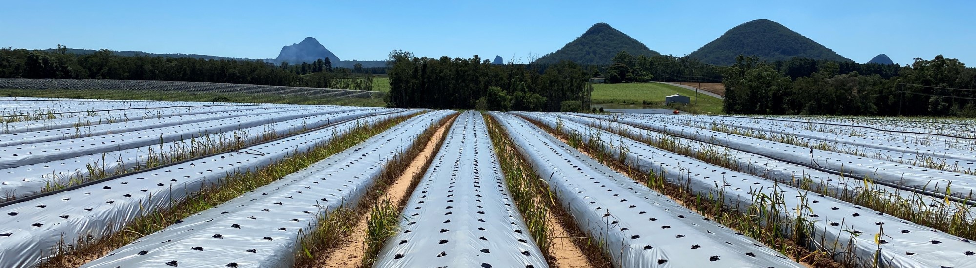 Piñata farm strawberry rows