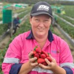 Suncoast Harvest strawberry fun