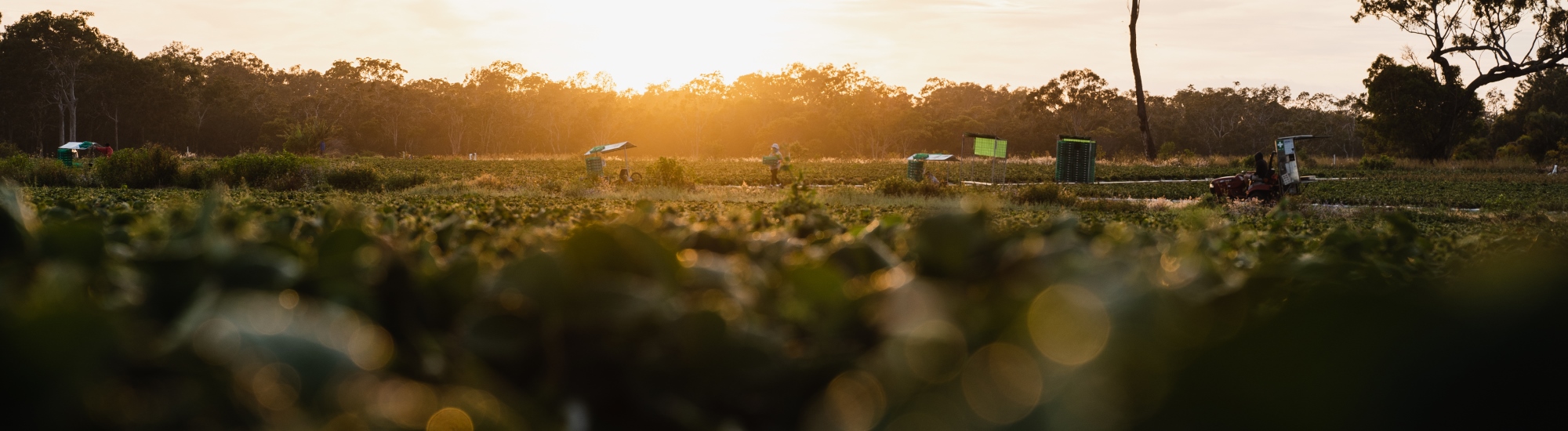 Suncoast Harvest strawberry rows
