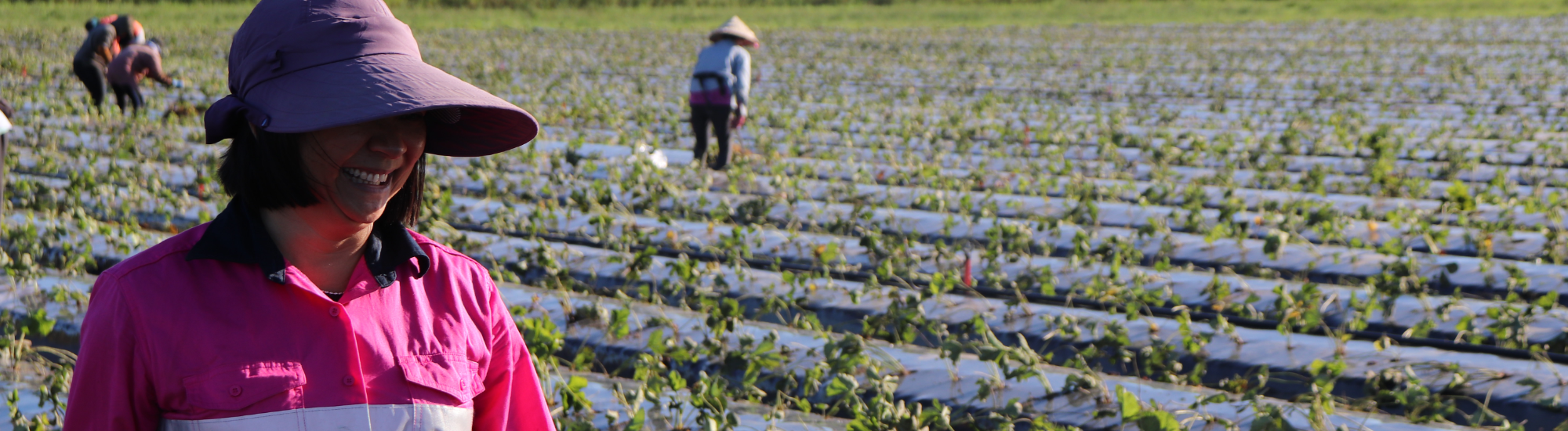 Winter Strawberries, Thao owner, smile